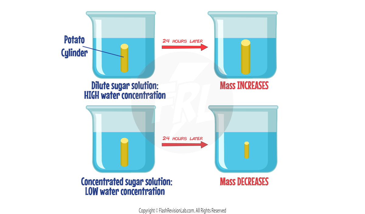 Osmosis Experiment